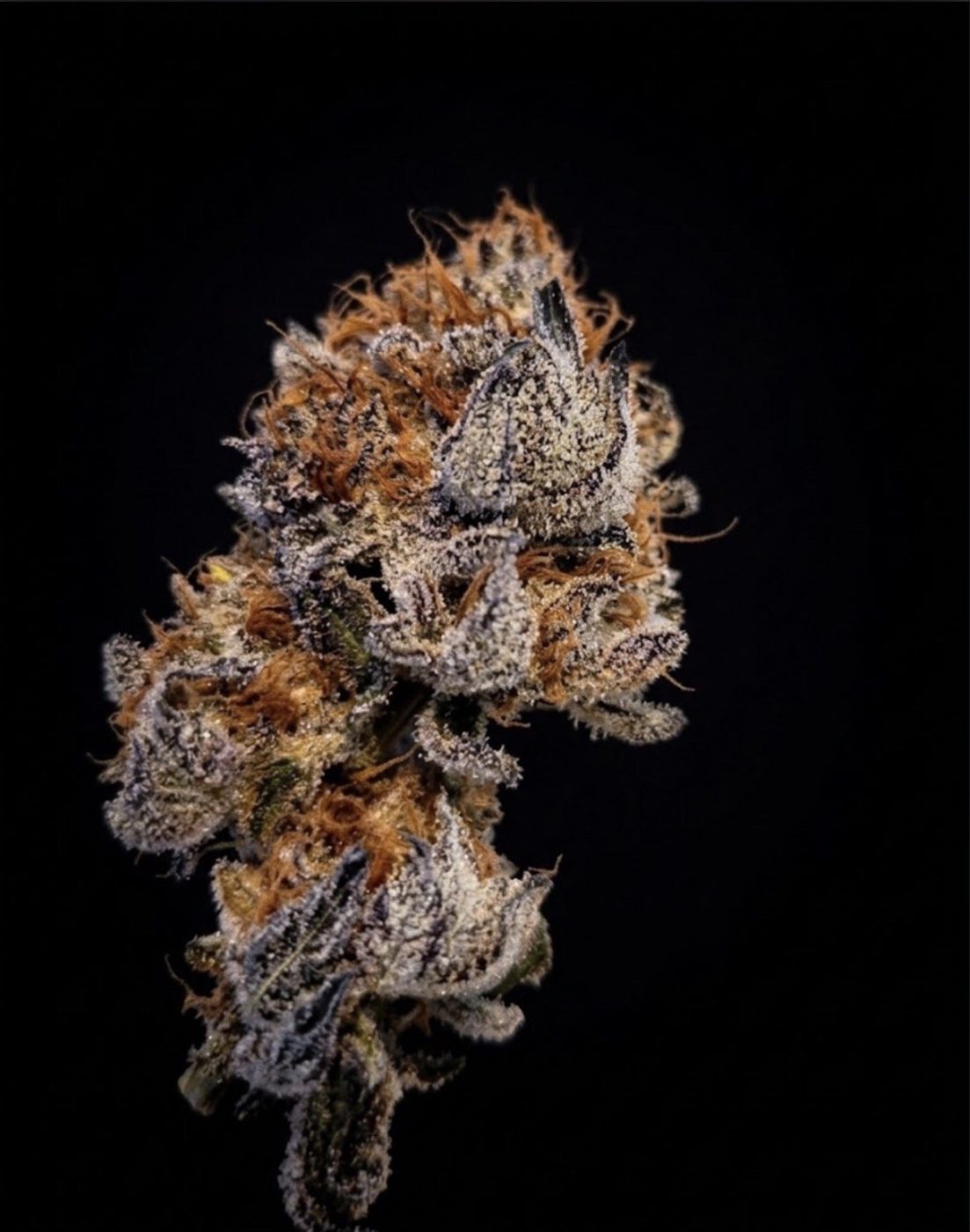 Close-up of a frosted, trichome-covered Royal Crown Farms flower on black