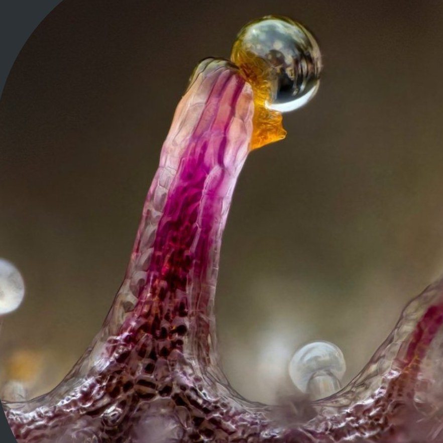 Macro photograph of a single cannabis trichome with a resin head